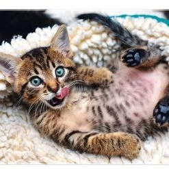 Trefl Happy Kitten Puzzel - 1000 Stukjes -Goedkope puzzels winkel 550x369 3