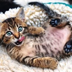 Goedkope puzzels winkel -Goedkope puzzels winkel 550x386 16