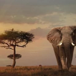 Ravensburger Puzzel Olifant In Het Masai Mara - 1000 Stukjes -Goedkope puzzels winkel 550x392 67