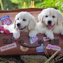 Ravensburger Puzzel Even Op Adem Komen - Legpuzzel - 100 Stukjes -Goedkope puzzels winkel 550x403 16