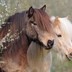 Ravensburger Puzzel Mooie Paarden - Legpuzzel - 150XXL Stukjes 7 Ravensburger Puzzel Mooie Paarden - Legpuzzel - 150XXL Stukjes -Goedkope puzzels winkel 550x403