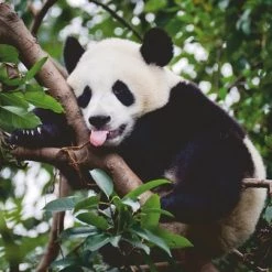 Ravensburger Puzzel Panda - Legpuzzel - 500 Stukjes -Goedkope puzzels winkel 550x404 37