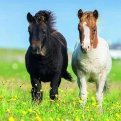 Ravensburger Puzzel Schattige Pony's - 3x49 Stukjes - Kinderpuzzel -Goedkope puzzels winkel 550x550 85