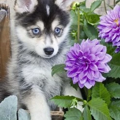 Ravensburger Puzzel Schattige Husky - Legpuzzel - 500 Stukjes -Goedkope puzzels winkel 550x729 1